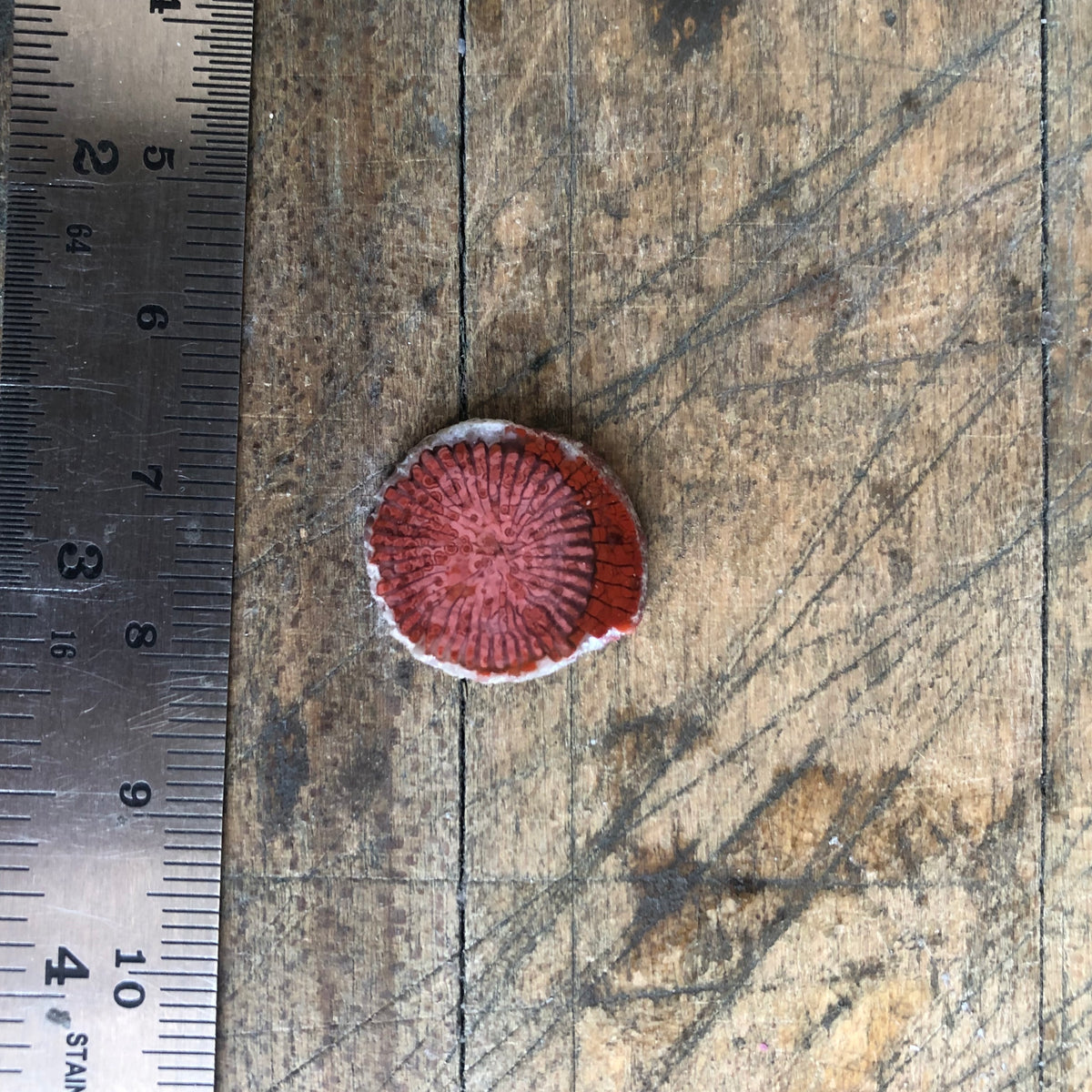 Fossilized Coral