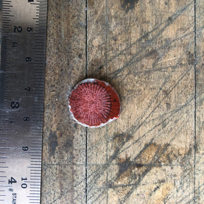 Fossilized Coral