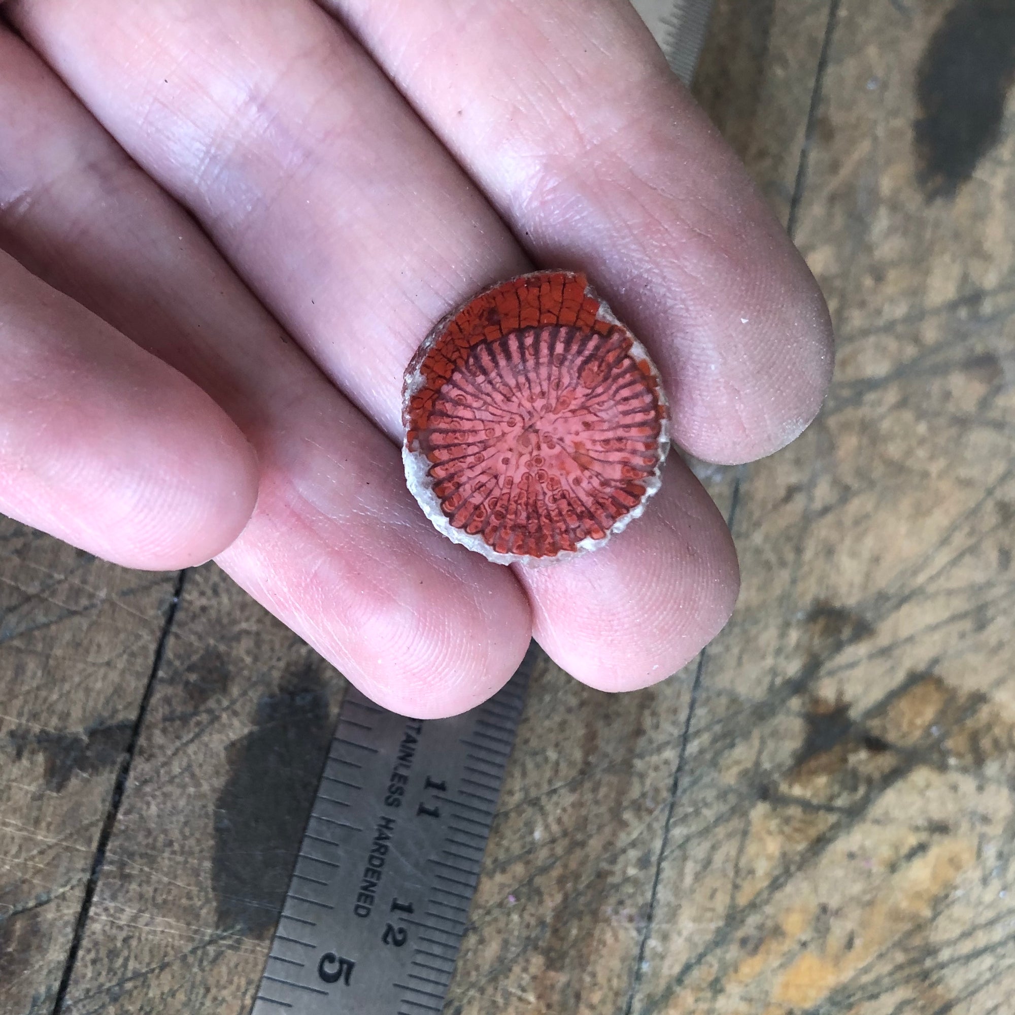 Fossilized Coral